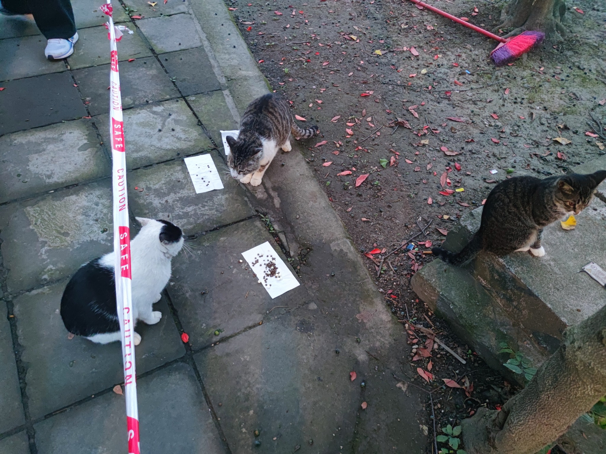 树旁的石板路上，三只猫围在放着猫粮的纸片附近
